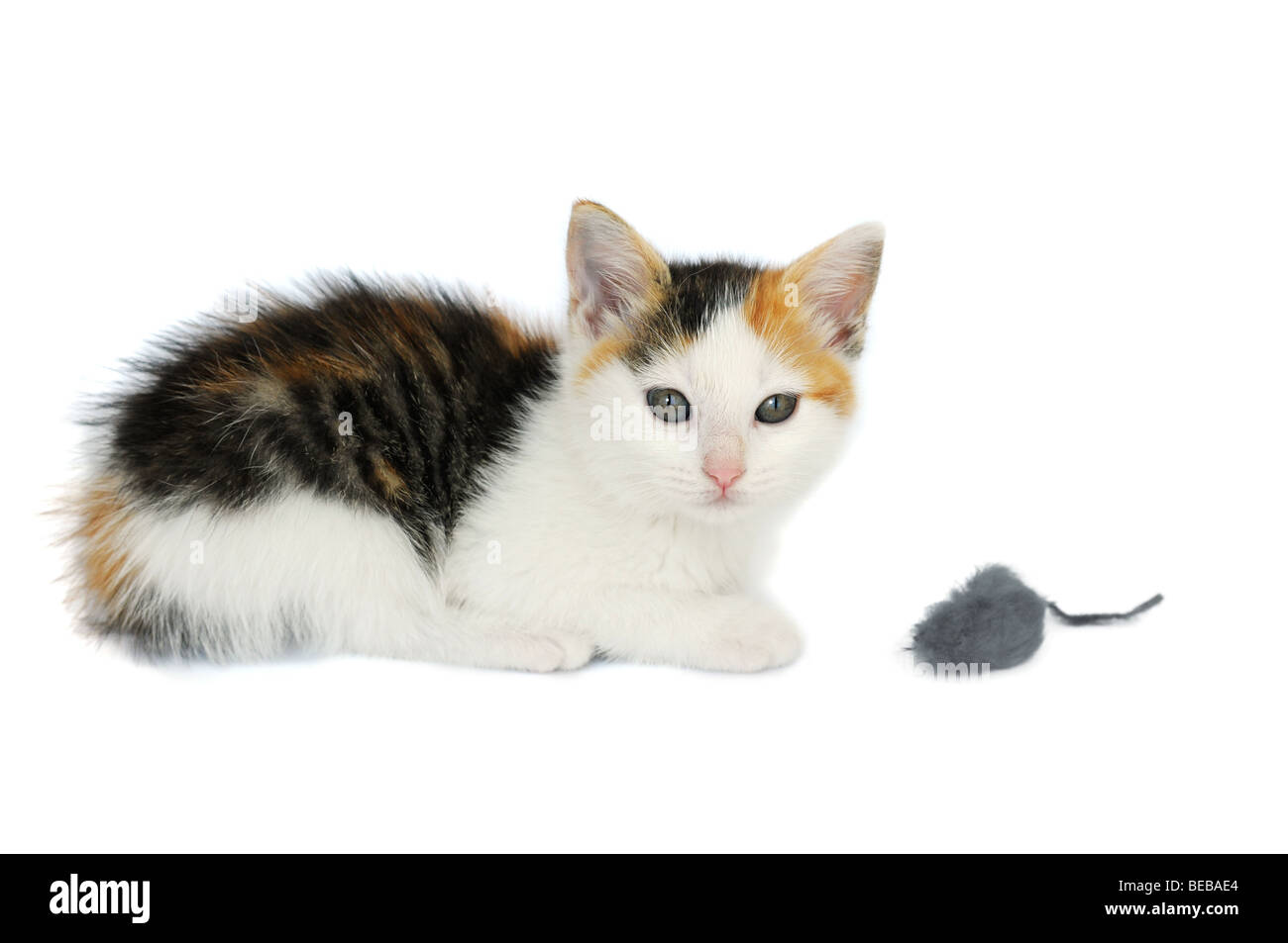 Portrait de Kitty Cat avec souris jouet isolé sur fond blanc Banque D'Images