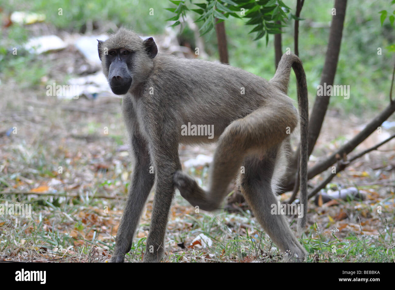 Babouin jaune (Papio cynocephalus) Kenya Diani Beach Banque D'Images