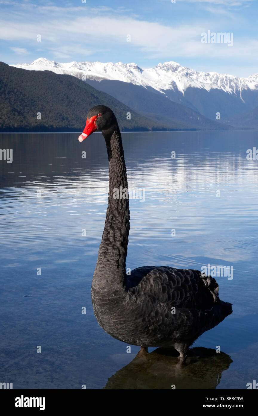 Black Swan (Cygnus atratus ), Lake Rotoroa, Nelson Lakes National Park, district de Tasmanie, île du Sud, Nouvelle-Zélande Banque D'Images