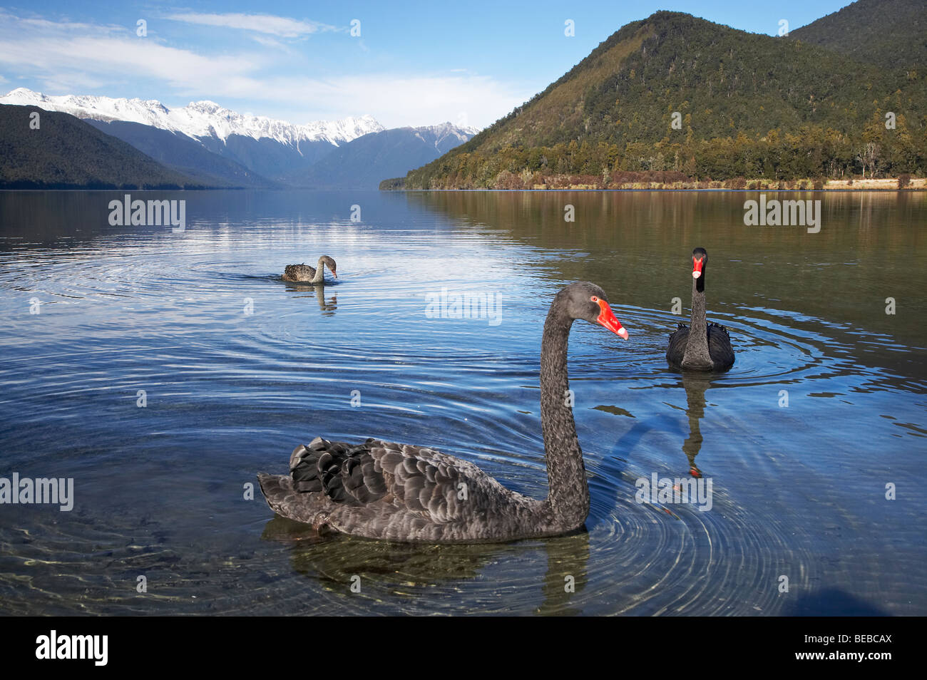 Les Cygnes noirs (Cygnus atratus ), le lac Rotoroa, Nelson Lakes National Park, district de Tasmanie, île du Sud, Nouvelle-Zélande Banque D'Images