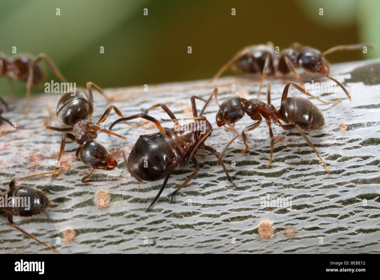 Jardin noir fourmis (Lasius niger) traire les pucerons sur un chêne (Lachnus roboris) Banque D'Images
