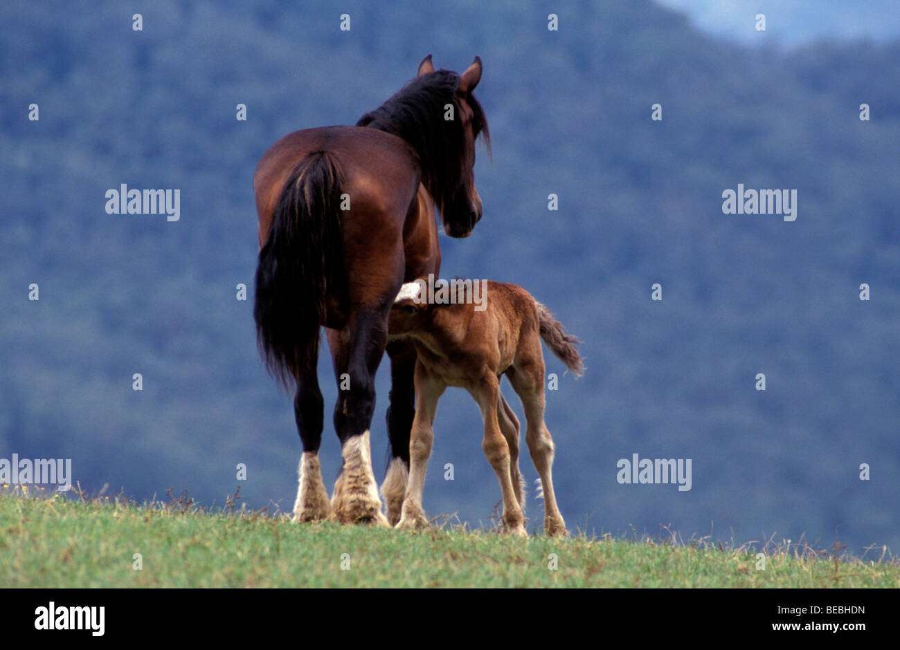 Shire Horse Jument et poulain le Ceders Kangaroo Valley New South Wales Australie Banque D'Images