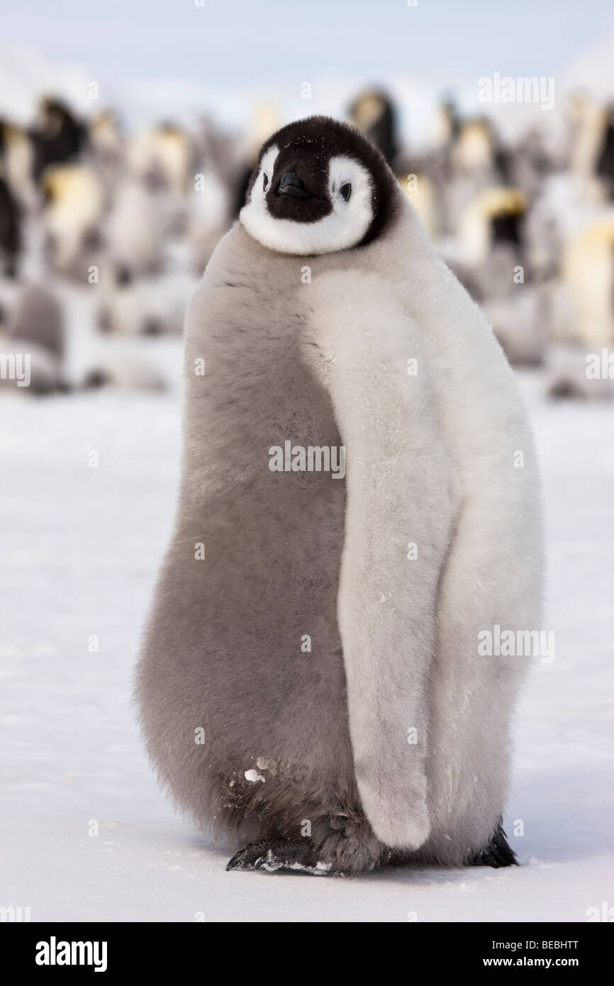 1 Fluffy Mignon Bebe Manchot Empereur Profil Chiches Close Up Randonnee Pedestre Sur Neige Le Contact Oculaire L Arriere Plan Fos Mettent L Accent Colonie De Oiseaux Antarctique Photo Stock Alamy 1 Fluffy Mignon Bebe Manchot Empereur Profil Chiches Close Up Randonnee Pedestre Sur Neige Le Contact Oculaire L Arriere Plan Fos Mettent L Accent Colonie De Oiseaux Antarctique Photo Stock Alamy