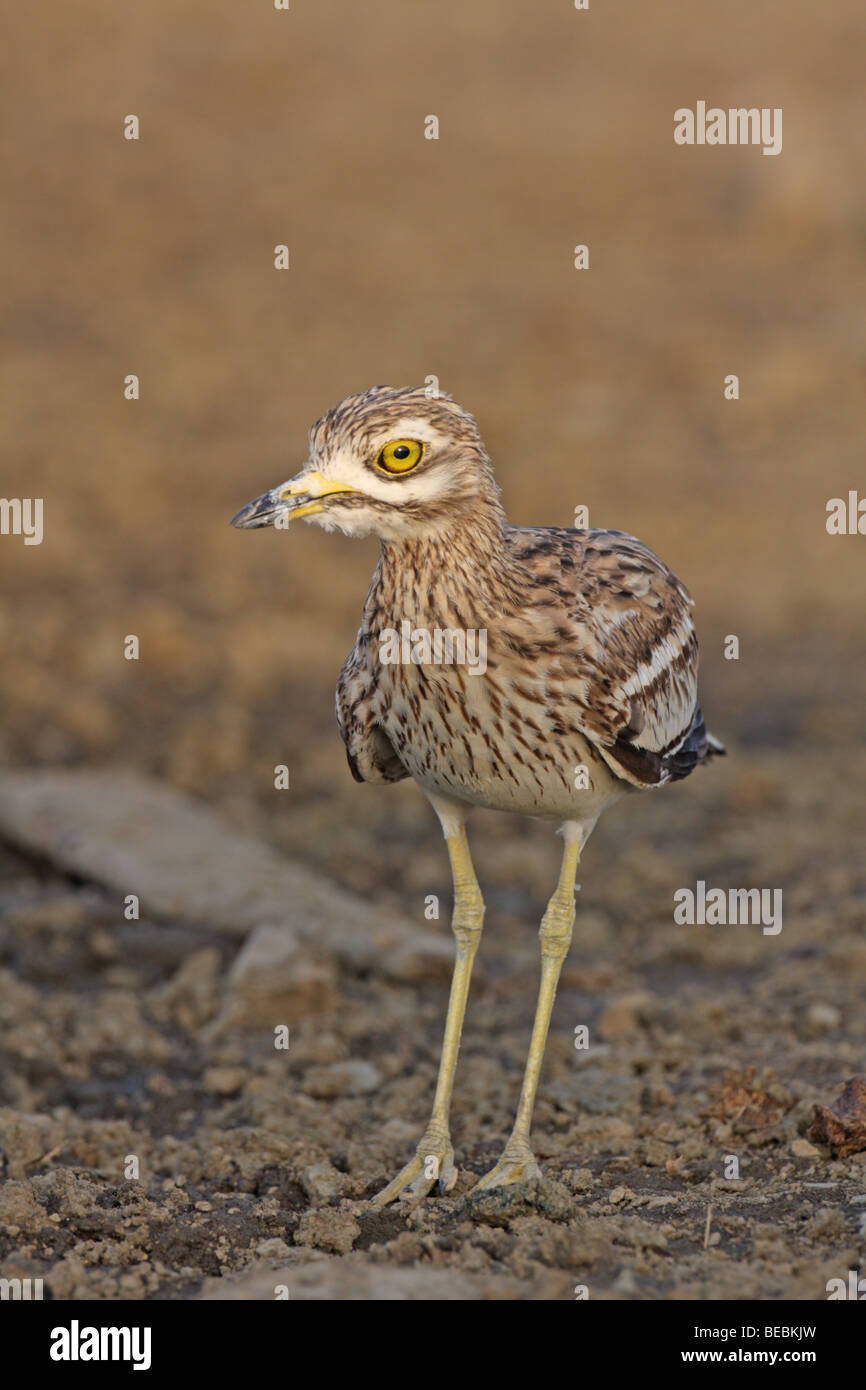 Oedicnème Burhinus bistriatus, Banque D'Images