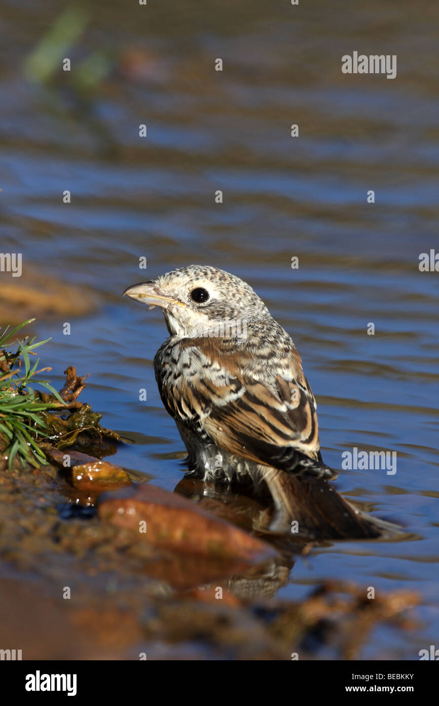 Woodchat Shrike (Lanius, sénateur, à la piscine potable Banque D'Images