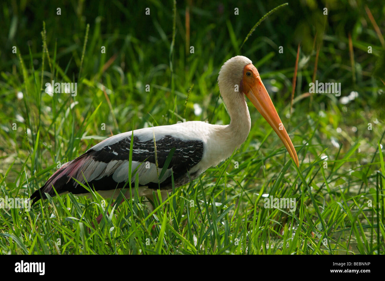 Painted stork (Mysteria leucocephala) Sri Lanka Banque D'Images