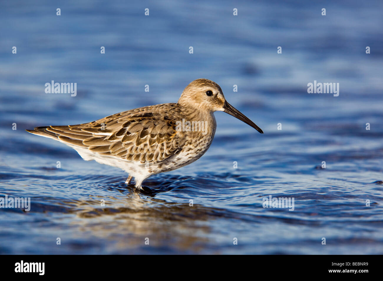 Le bécasseau variable Calidris alpina ; Cornwall ; Banque D'Images