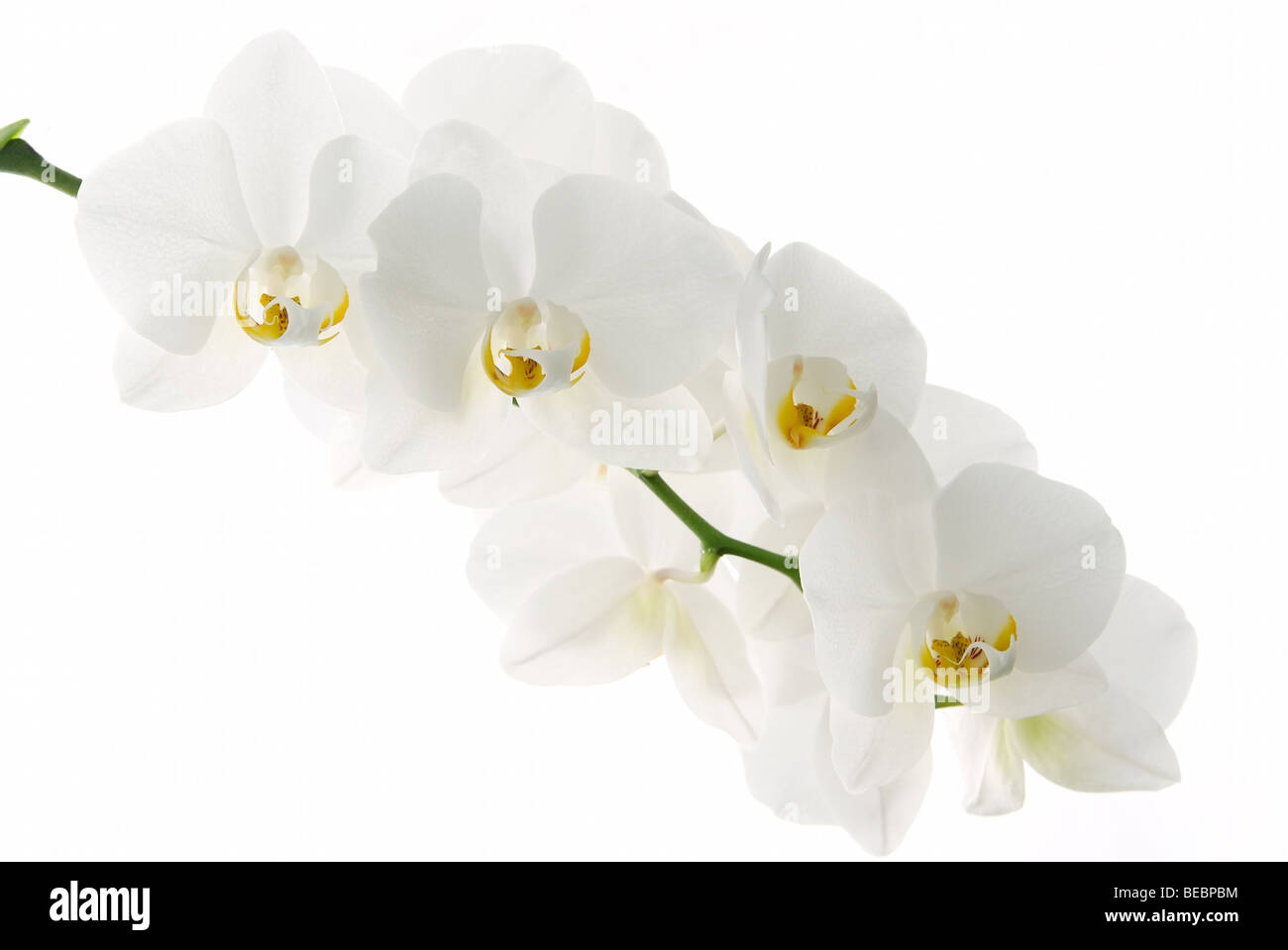 Orchidées blanc isolé sur fond blanc Banque D'Images