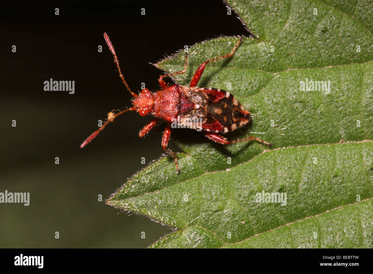 Matricaire inodore (Rhopalus subrufus plant bug : Rhopalidae), Royaume-Uni. Banque D'Images