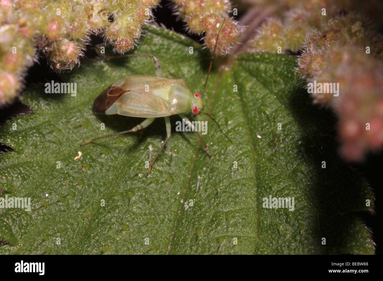Bug de la capside (Lygocoris lucorum : Miridae) sur l'ortie, au Royaume-Uni. Banque D'Images