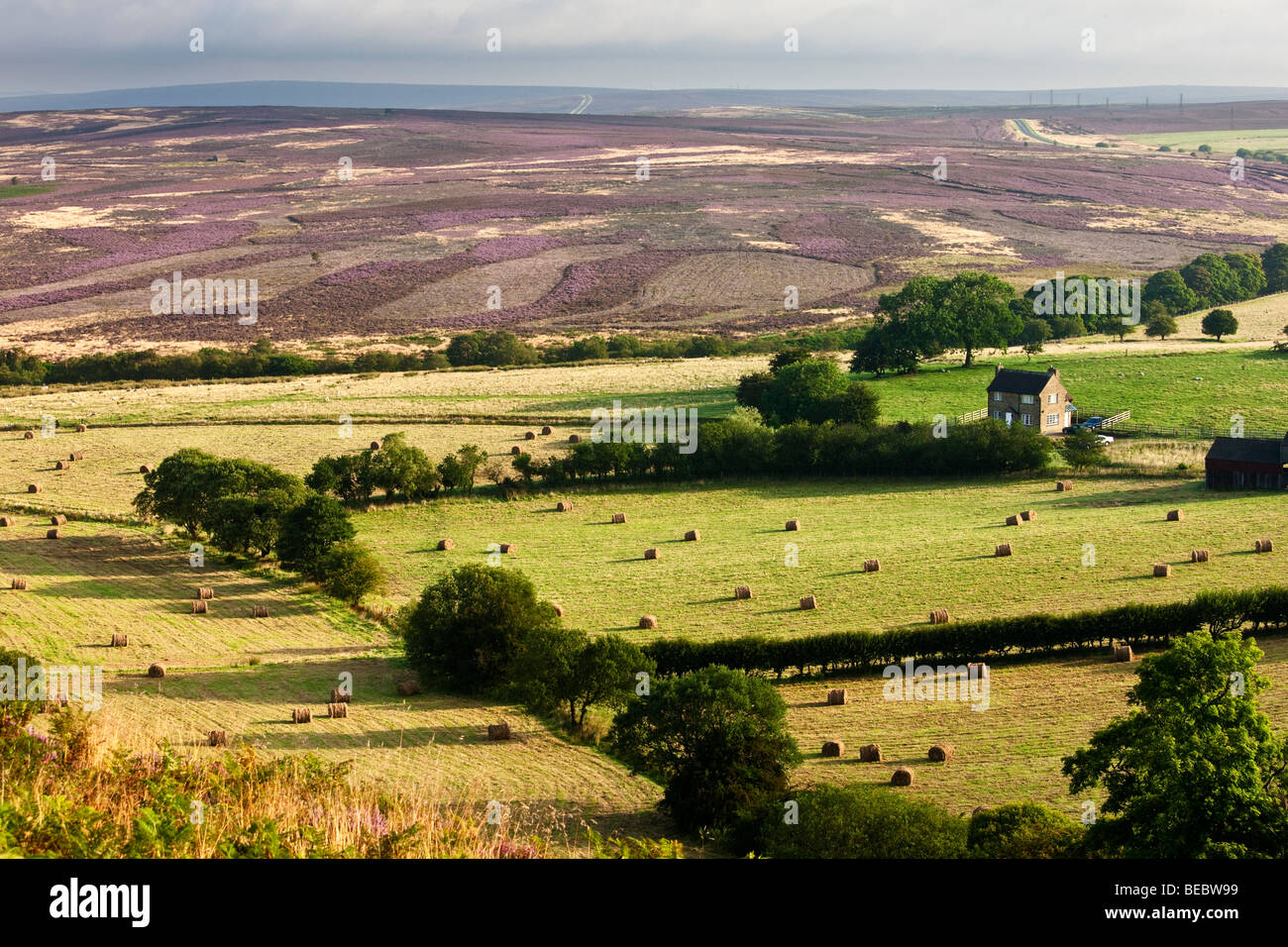 Heather de landes et de terres arables, Saltergate, Levisham Moor près de Pickering, North York Moors National Park Banque D'Images