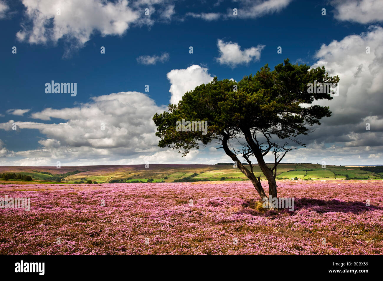 Heather août Egton Moor, North York Moors National Park Banque D'Images