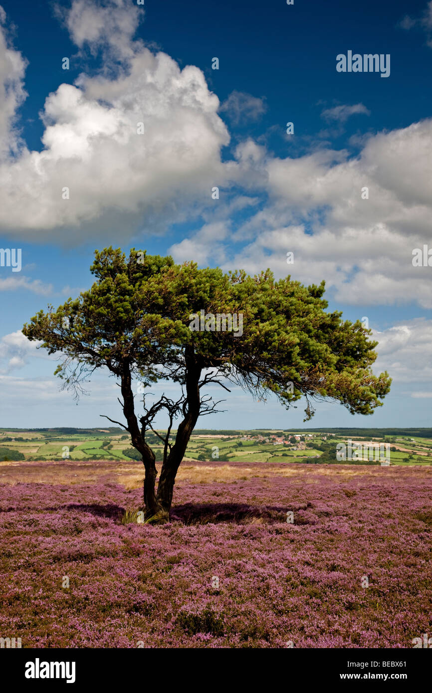 Heather août Egton Moor, North York Moors National Park Banque D'Images