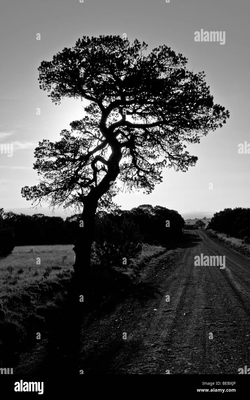 Le matin du soleil englobent un arbre de pignon, la création d'une silhouette sur le Ranchman's Camp Road à Nogal, Nouveau Mexique. Banque D'Images