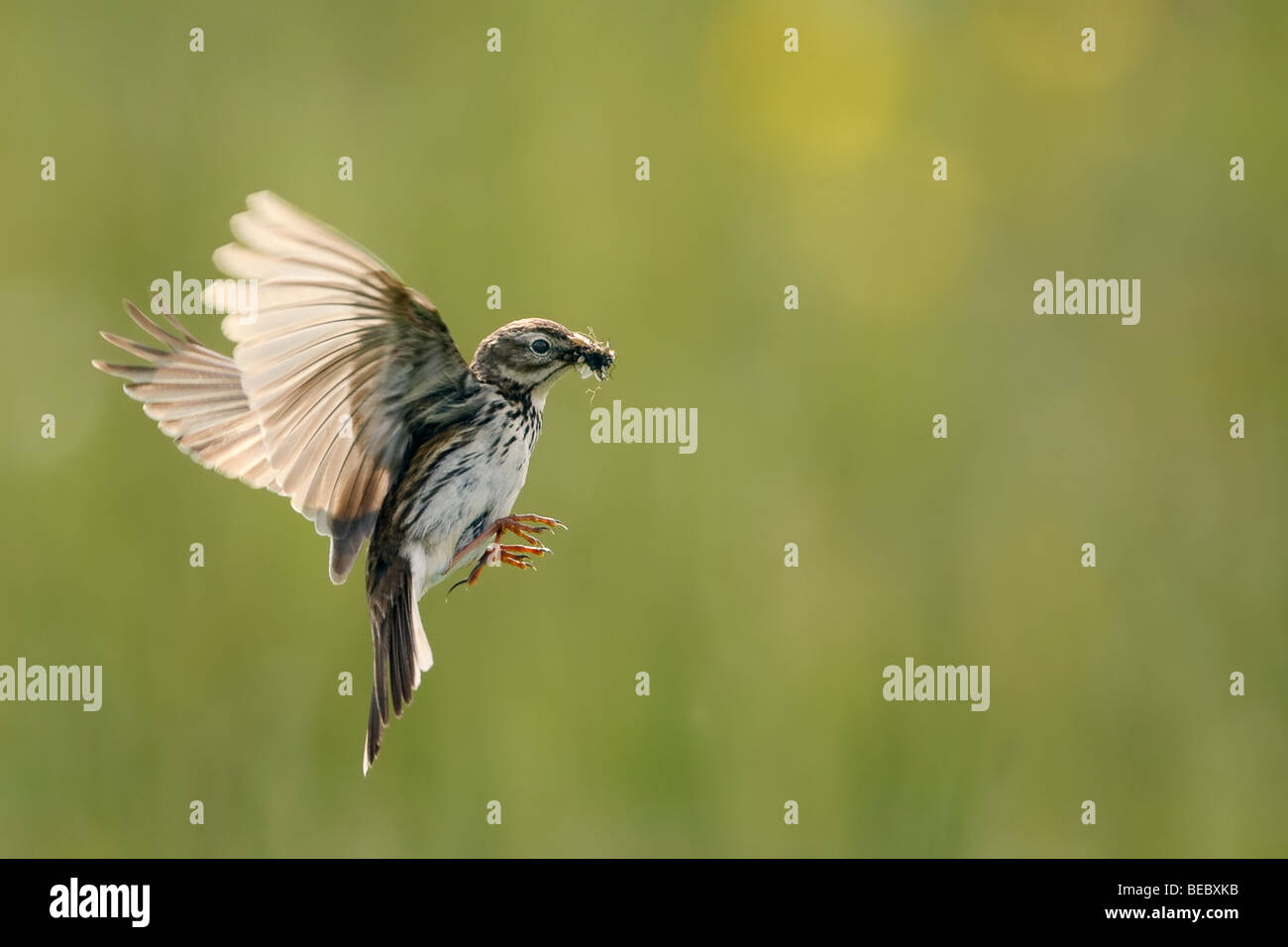 Meadow Pipit spioncelle en vol, transportant des insectes dans son bec Banque D'Images
