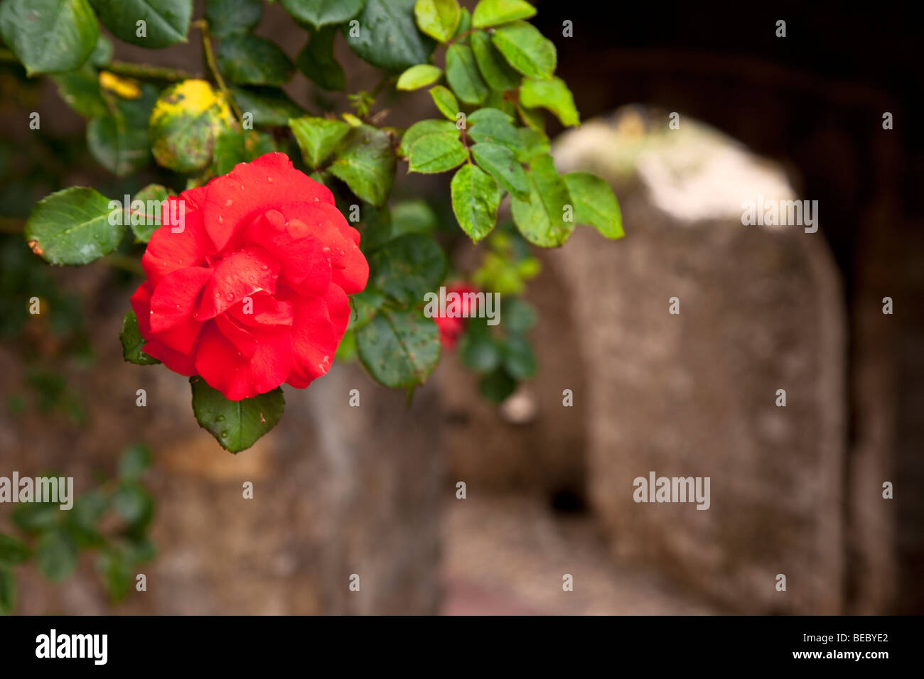 Rose rouge avec arche en pierre au-delà, Eze Provence France Banque D'Images