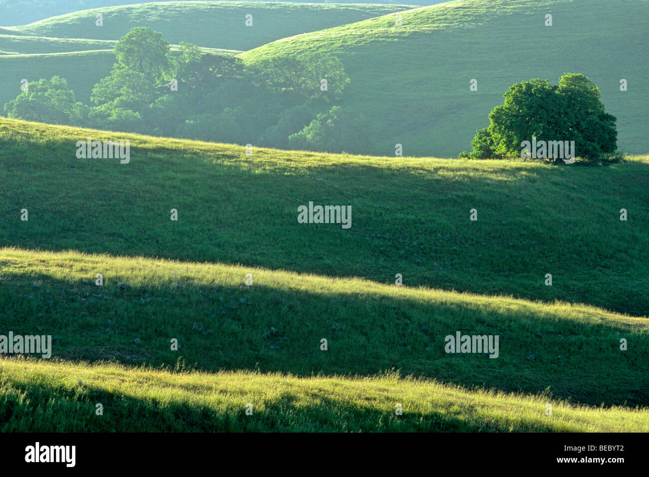 Collines herbeuses avec chênes, Cholame Hills, au nord de Paso Robles, le comté de Monterey, Californie Banque D'Images