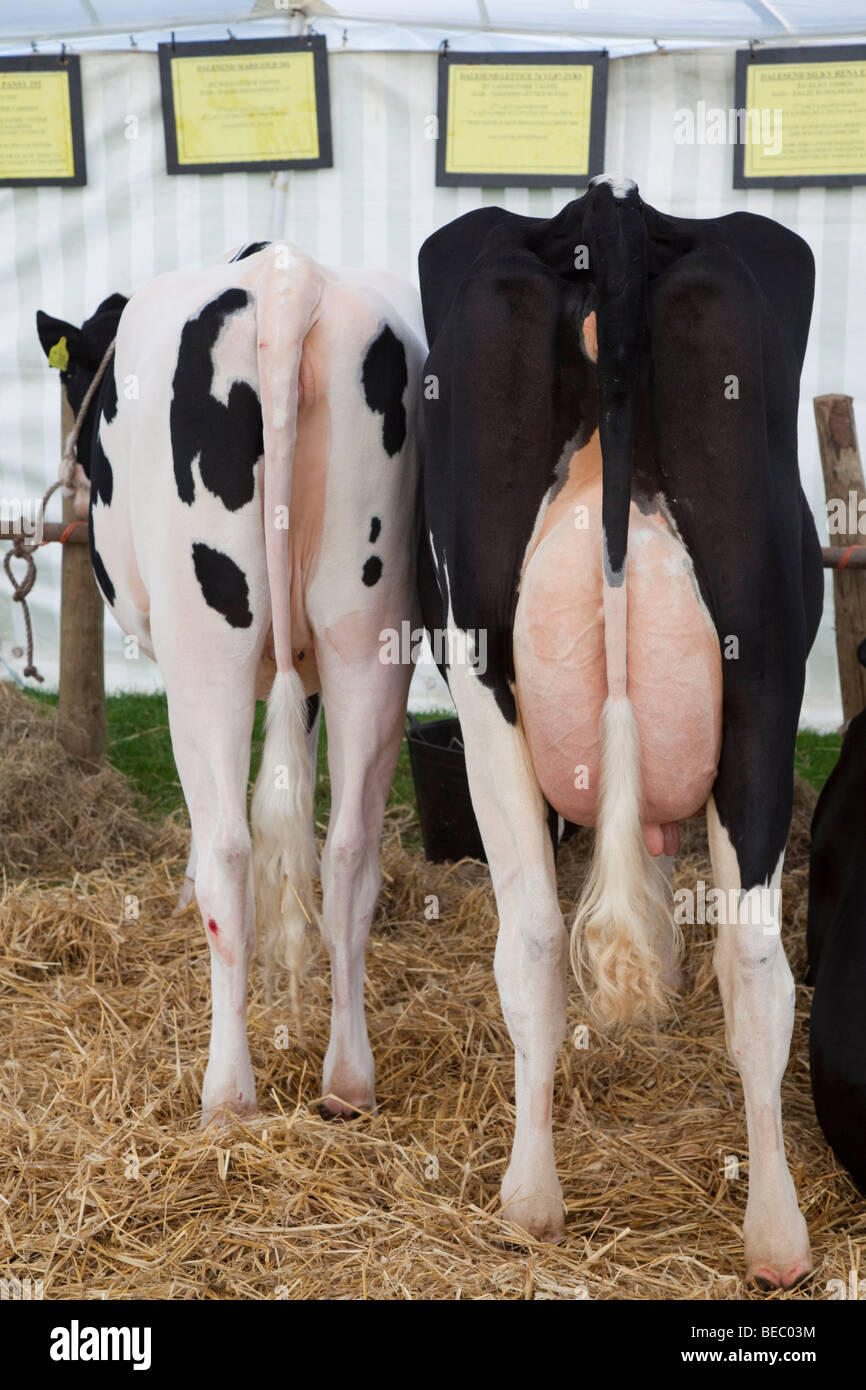Vache et son veau dans le bétail tente, Wensleydale Agrcultural Show qui a eu lieu début septembre près de Leyburn, North Yorkshire Banque D'Images