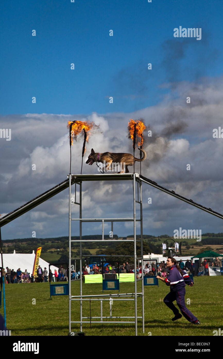 Affichage chien Wensleydale Agrcultural Show qui a eu lieu début septembre près de Leyburn, North Yorkshire Banque D'Images