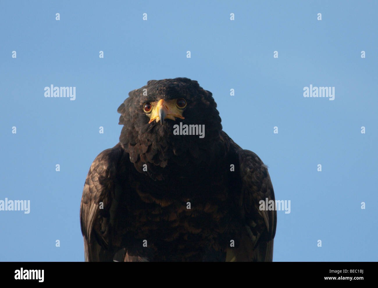 Aigle Bateleur chef close up Banque D'Images