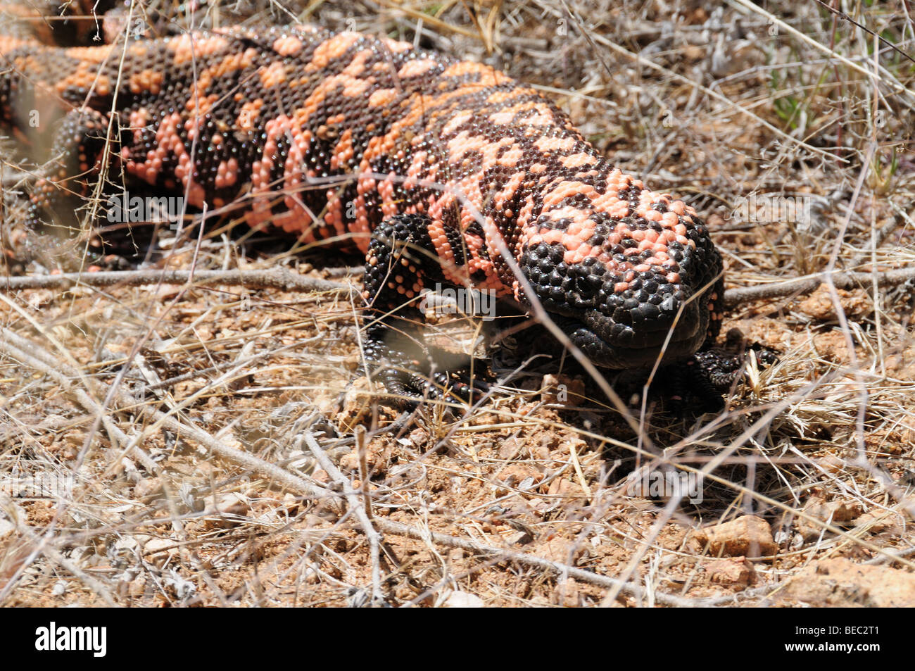 Un monstre de Gila (Heloderma suspectum), un lézard venimeux, se déplace dans le désert de Sonora au sud-est de - Sahuarita, Arizona, USA. Banque D'Images