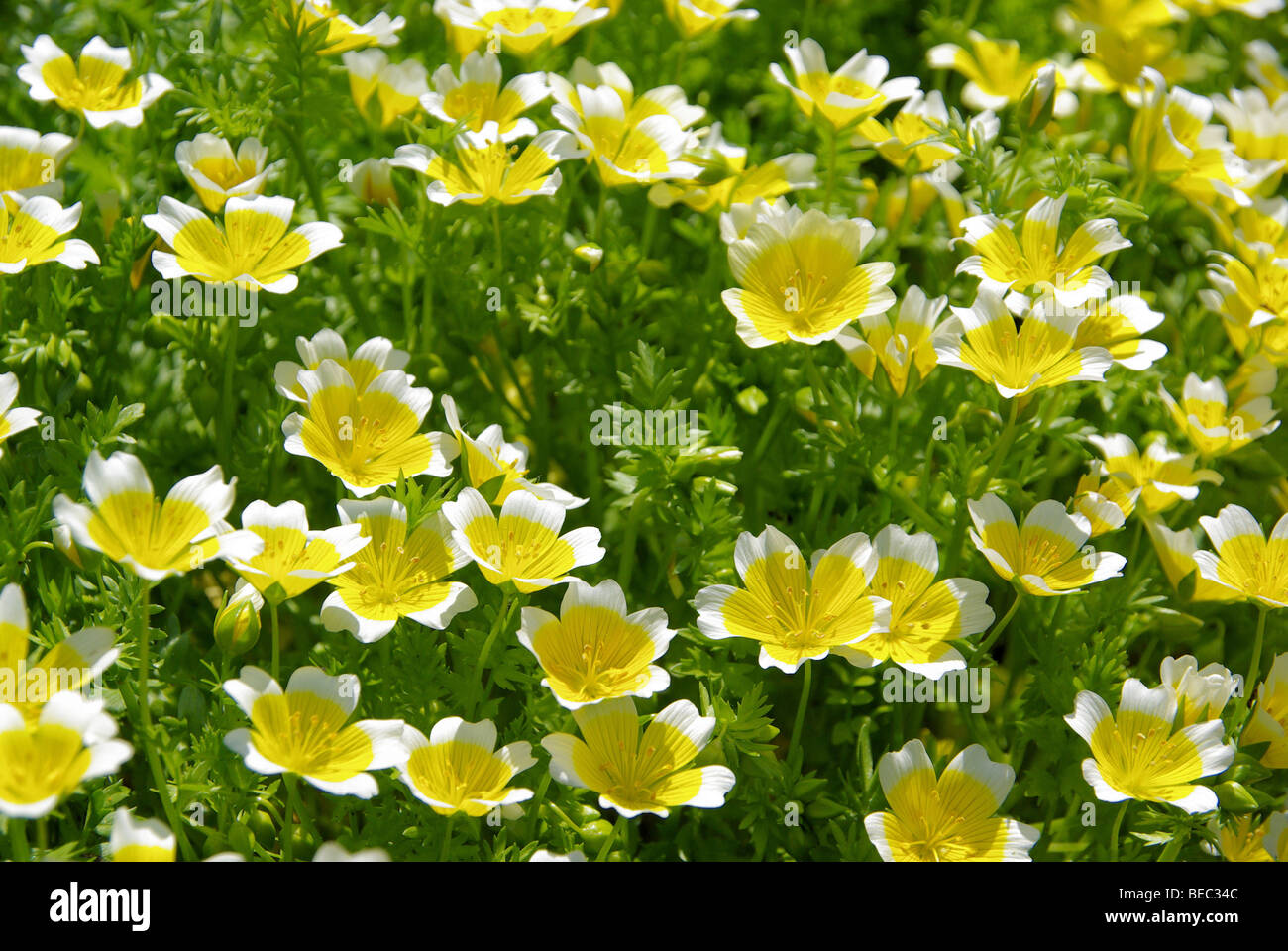 Sumpfblume - œufs pochés plant 07 Banque D'Images