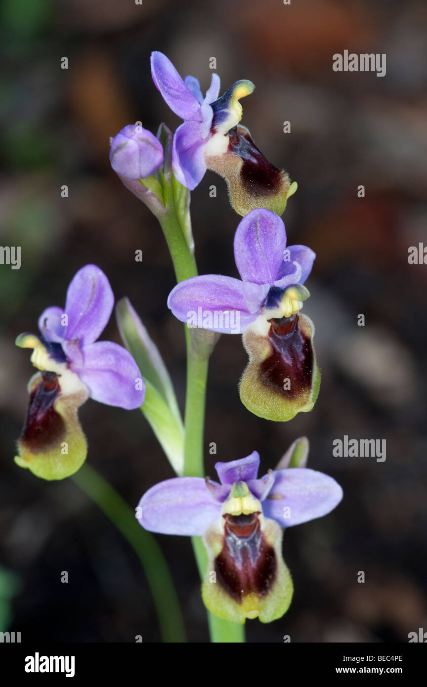 Tenthrèdes Orchid (Ophrys tenthredinifera) Banque D'Images