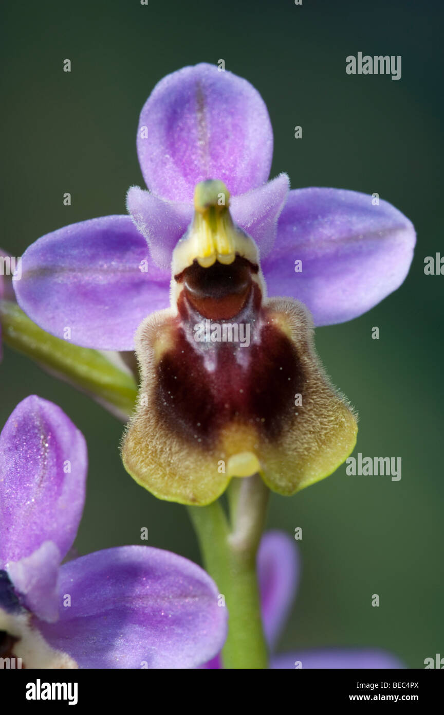 Tenthrèdes Orchid (Ophrys tenthredinifera) Banque D'Images