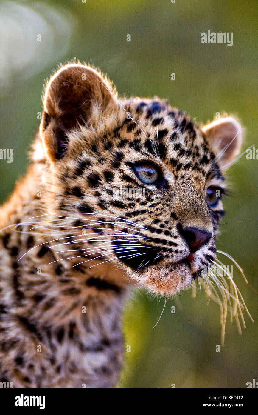 Leopard cub dans la réserve de tigres de Ranthambhore en Amérique du état indien du Rajasthan. Banque D'Images
