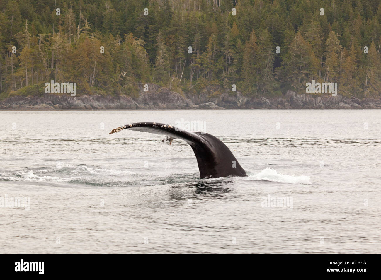 Fluke queue d'une baleine à bosse dans le détroit de Johnston dans la région du Pacifique nord-ouest du Canada. Banque D'Images