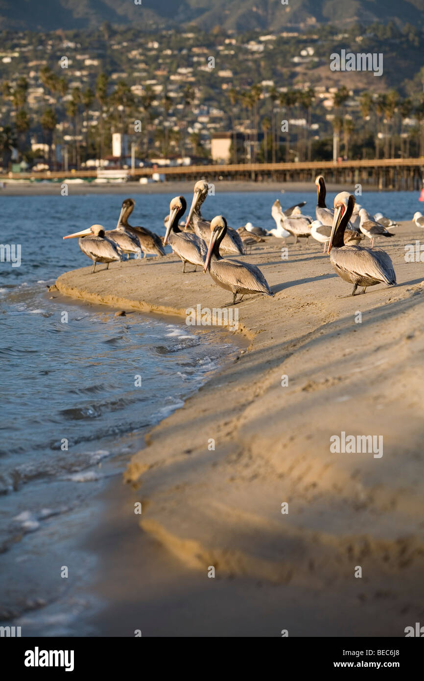 Mouettes et pélicans line la rive à Santa Barbara au coucher du soleil. Banque D'Images