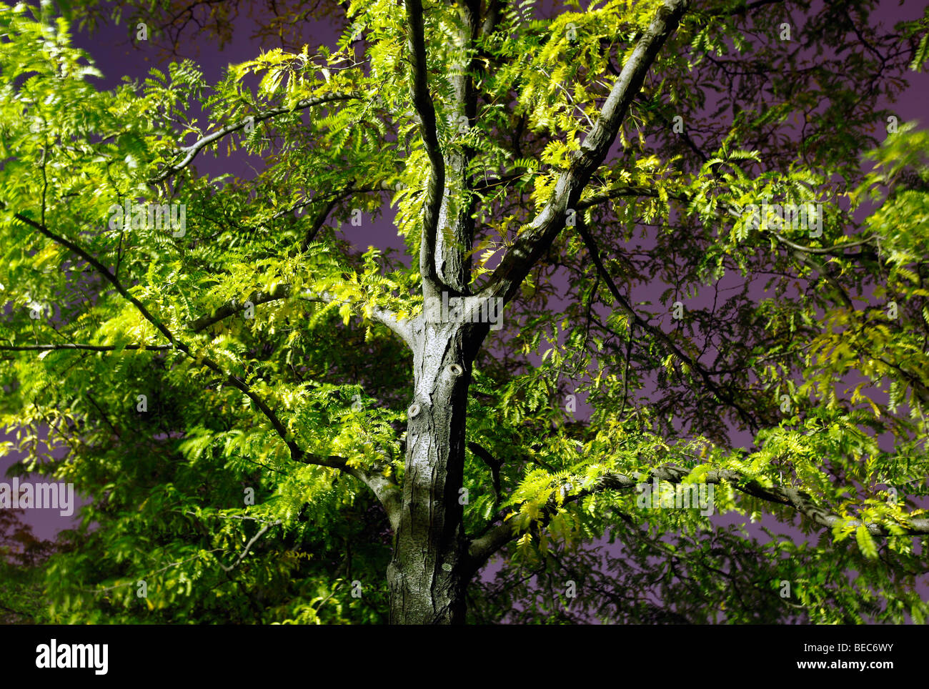 Arbre généalogique nuit City Park Banque D'Images