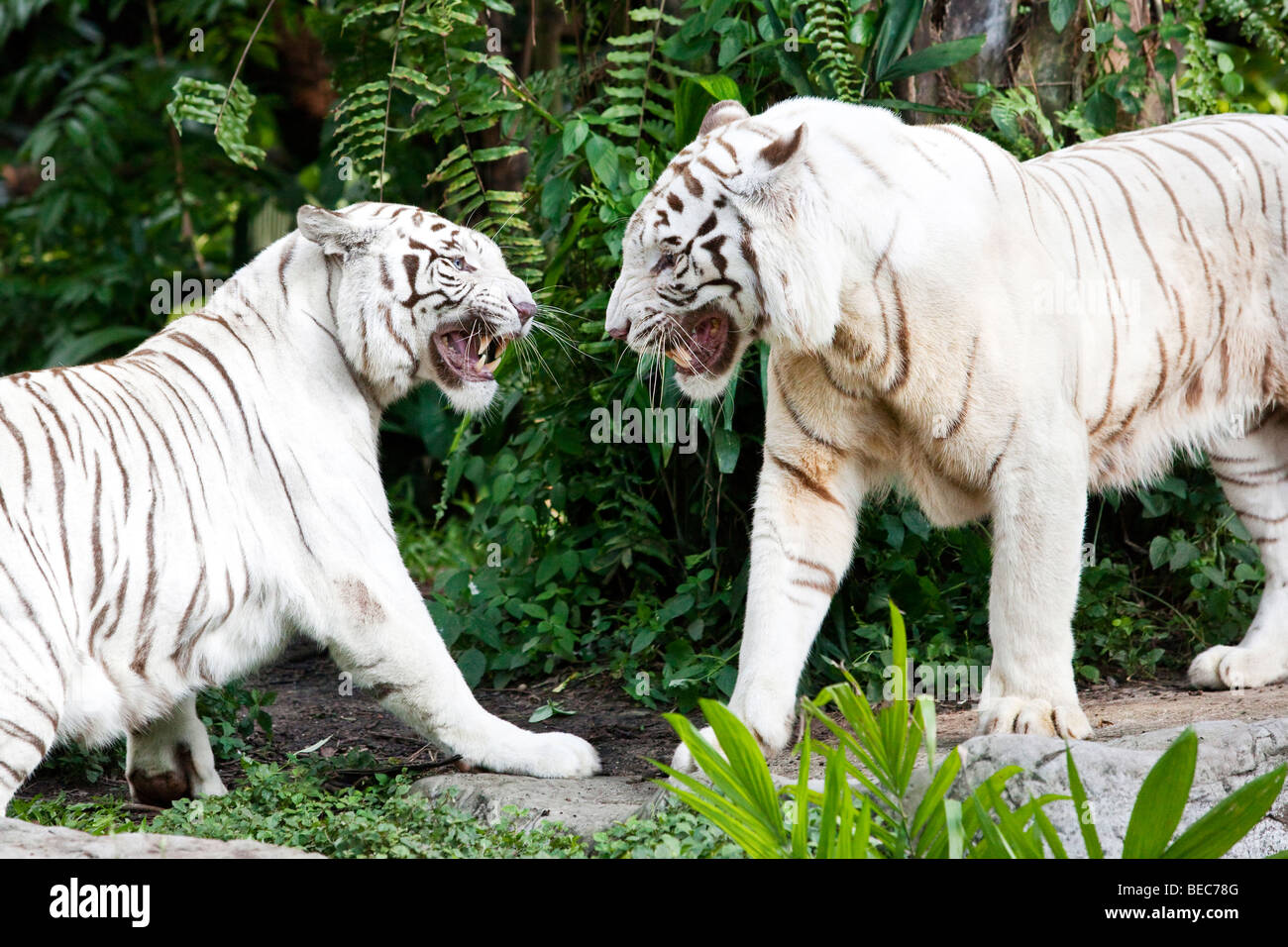 Portrait d'un couple de tigres blancs du Bengale Banque D'Images