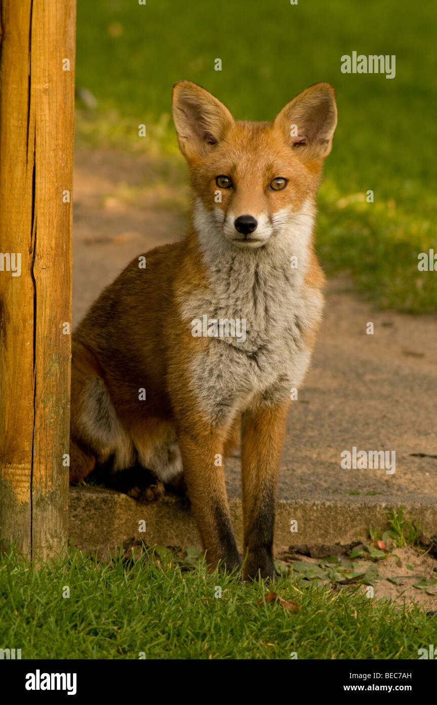 Le renard roux (Vulpes vulpes), dans jardin, Corstorphine, Édimbourg, Royaume-Uni Banque D'Images