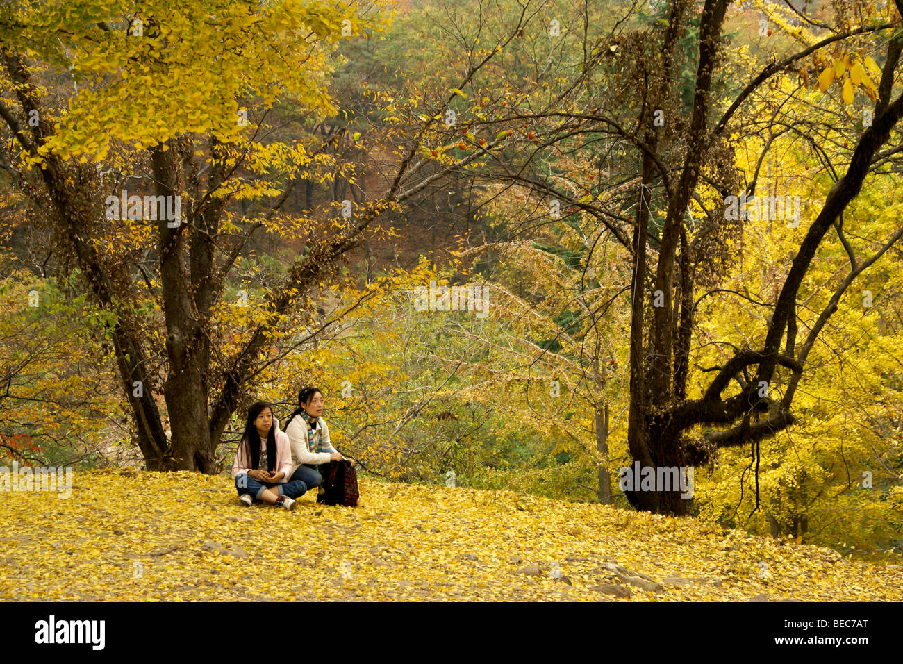 Les filles à l'automne feuillage, Corée du Sud Banque D'Images