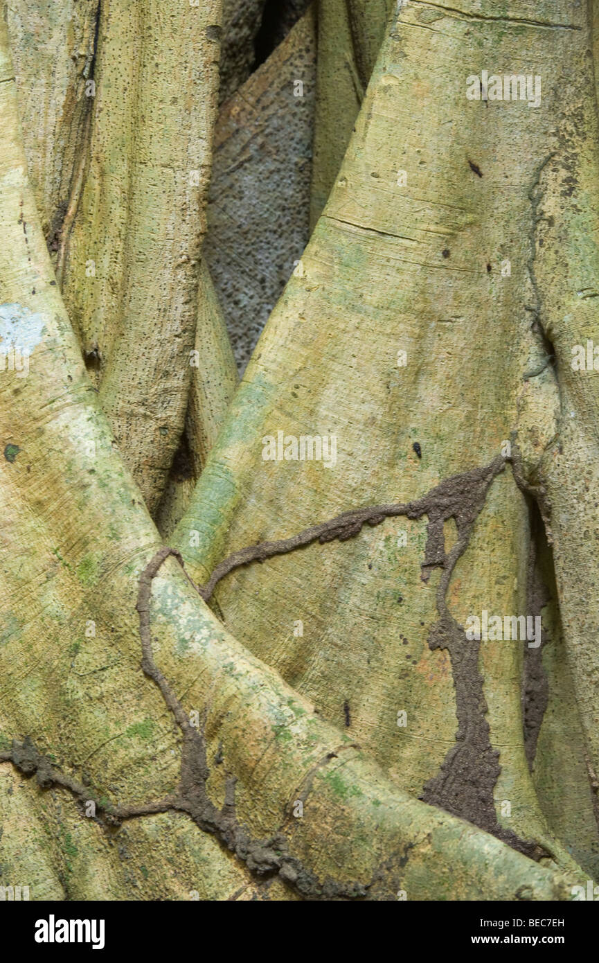 Figuier (Ficus sp.) tronc avec satellite termites Napo Wildlife Center Parc national Yasuni Forêt Amazonienne Equateur Banque D'Images