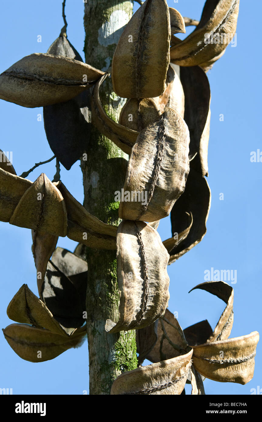 Plant Napo Wildlife Center Forêt Amazonienne Equateur Amérique du Sud Banque D'Images