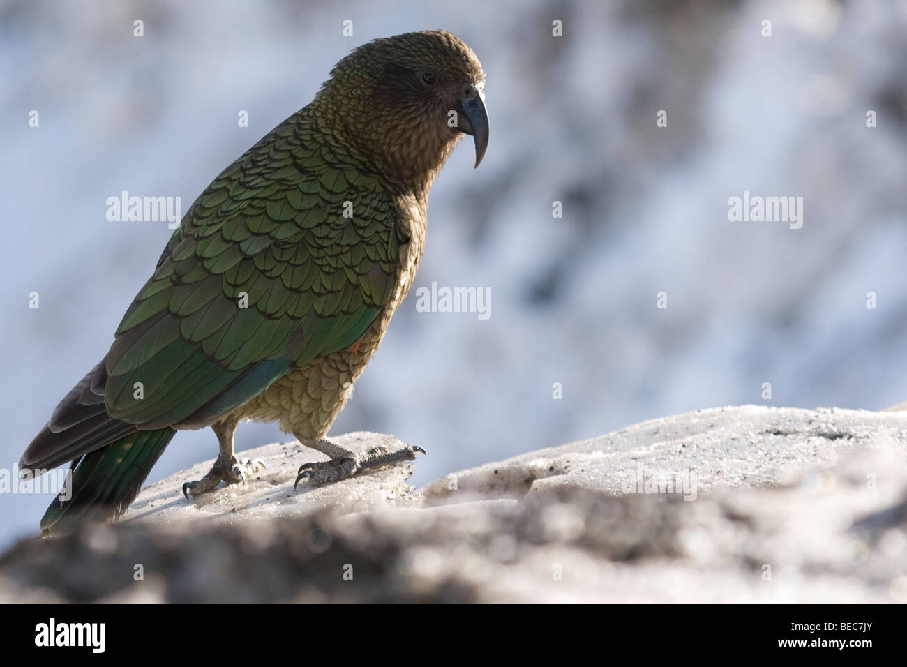 Kea (Nestor notabilis) à Mt Hutt, Nouvelle Zélande Banque D'Images