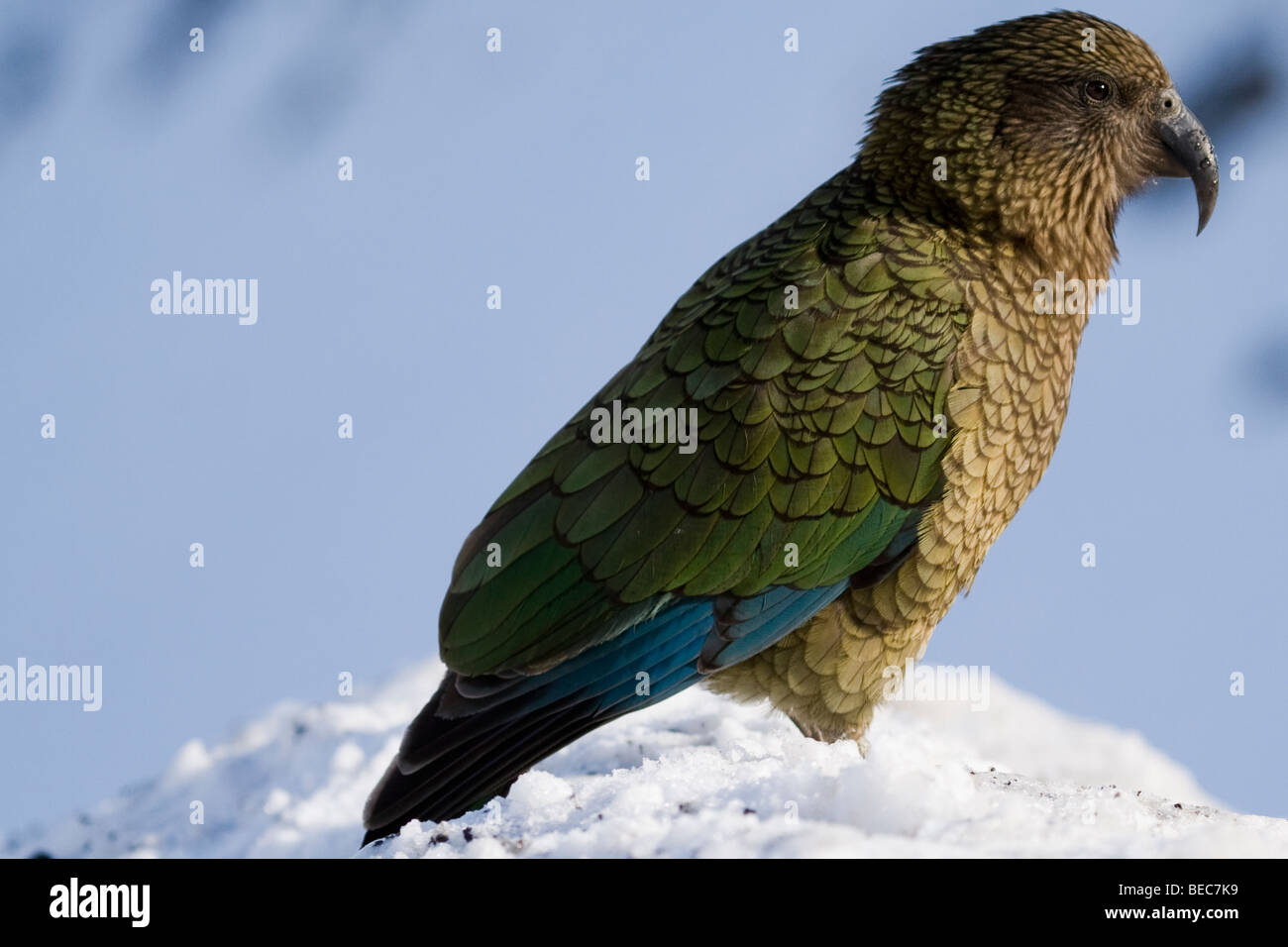 Kea (Nestor notabilis) à Mt Hutt, Nouvelle Zélande Banque D'Images