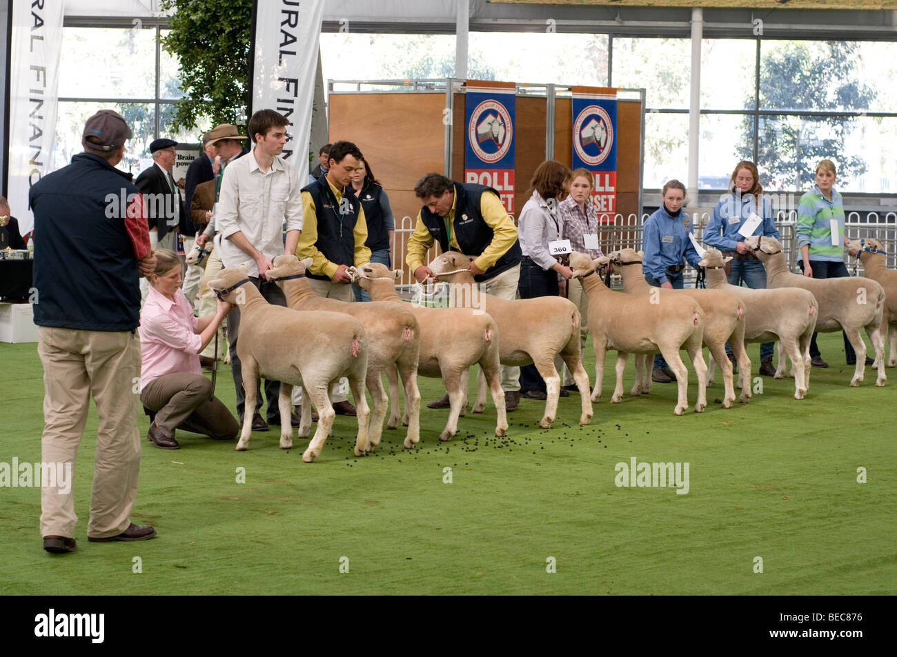 Sondage juger à moutons Dorset Show Royal Melbourne, Australie Banque D'Images