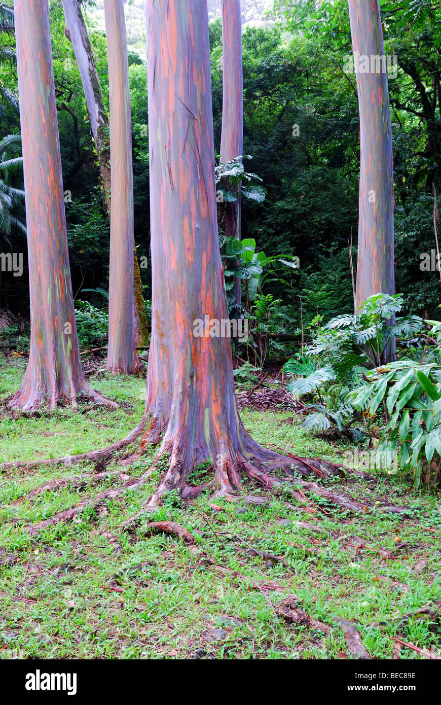 Des troncs d'Eucalyptus coloré en Keahua arboretum, Maui, Hawaii Banque D'Images