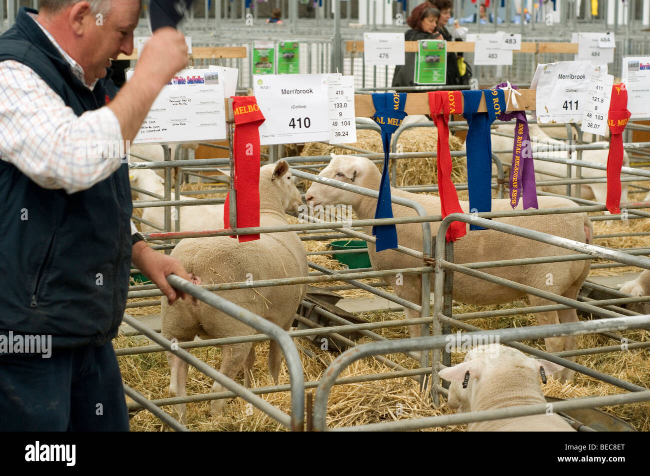 Poll Dorset mouton à Royal Melbourne Show, Australie Banque D'Images