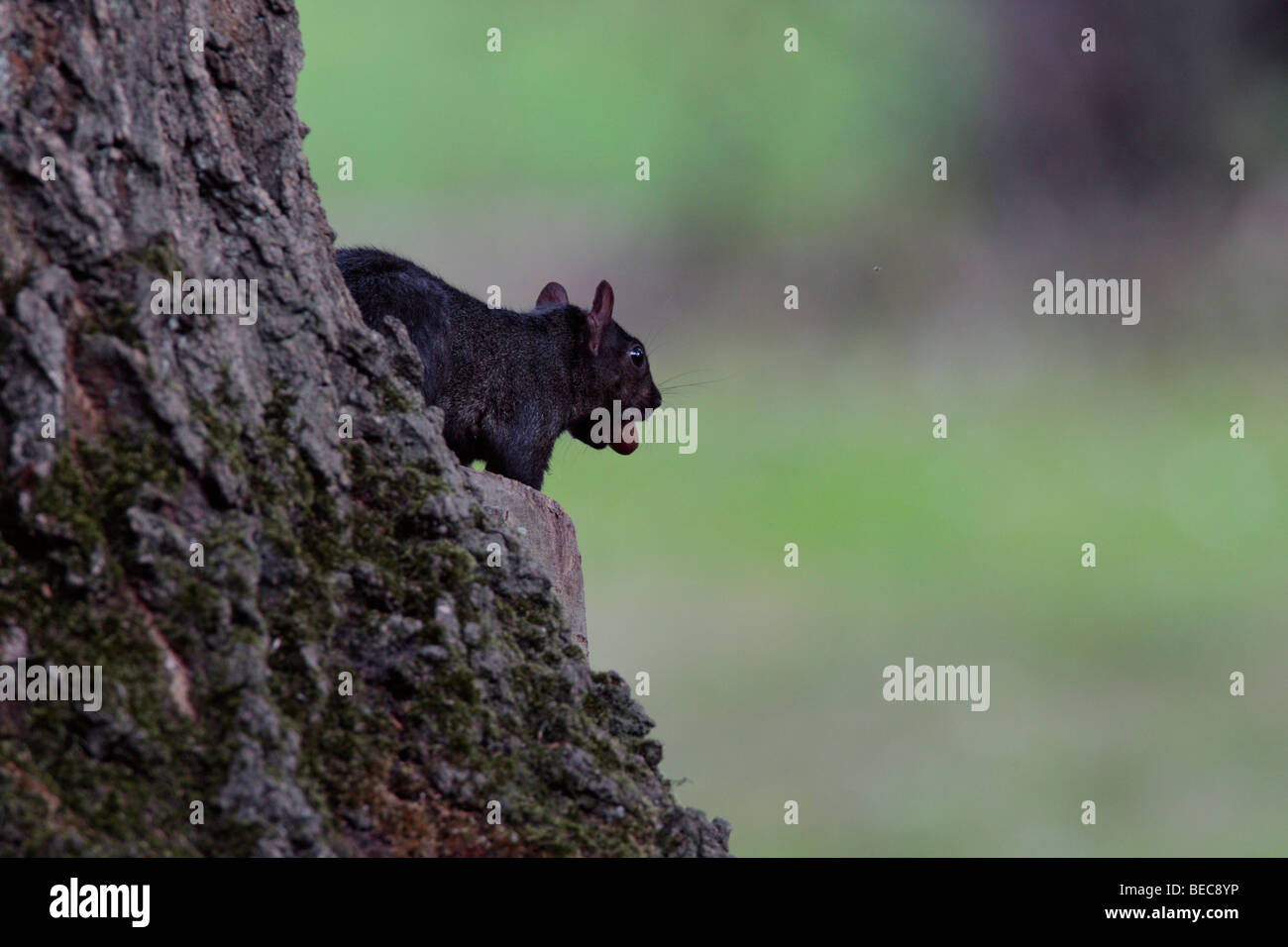 Sciurus carolinensis écureuil noir Banque D'Images