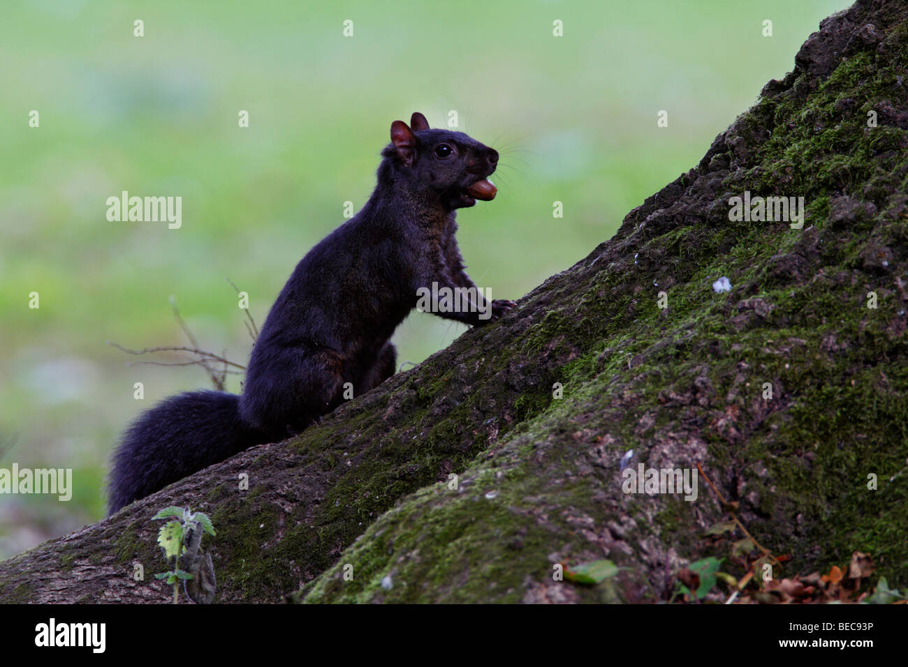 Sciurus carolinensis écureuil noir Banque D'Images