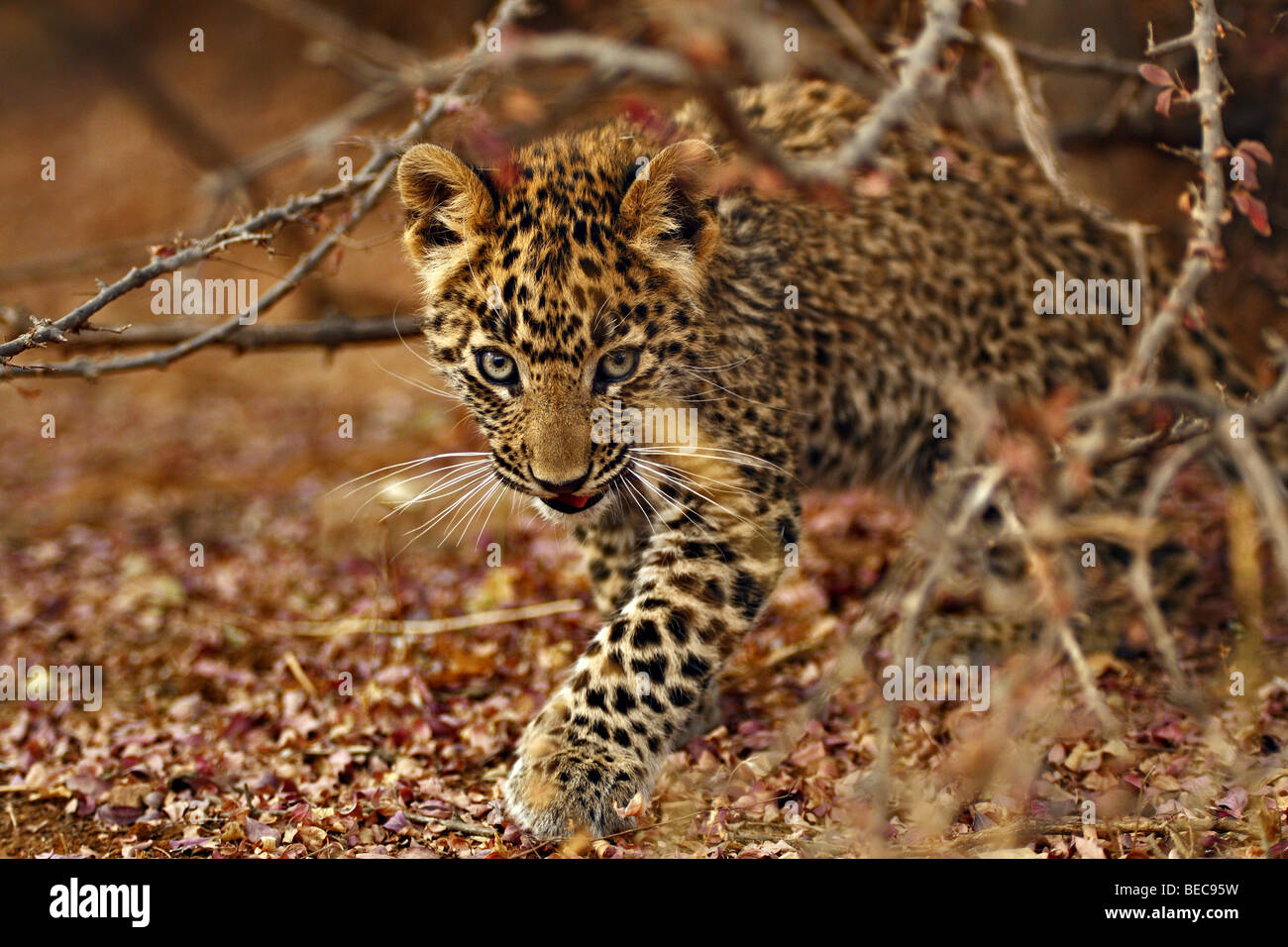Leopard cub dans un buisson dans la réserve de tigres de Ranthambhore en Amérique du état indien du Rajasthan. Banque D'Images
