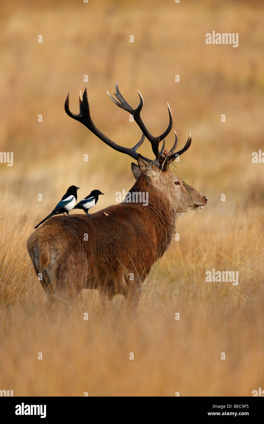 Red Deer Stag Cervus elaphus Banque D'Images
