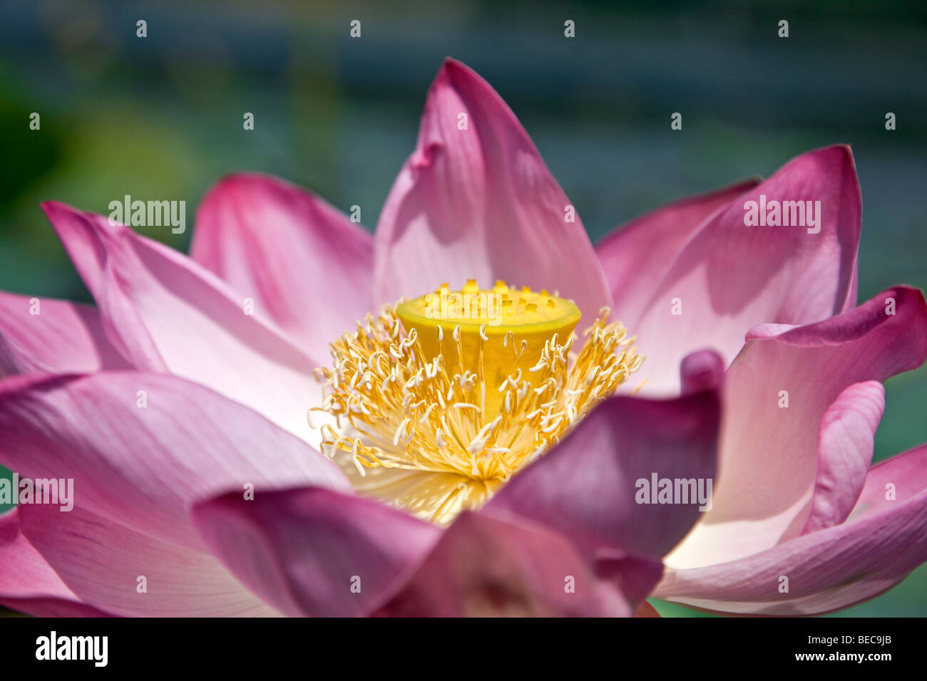 Fleur de Lotus. Dal Lake. Srinagar. Le cachemire. L'Inde Banque D'Images