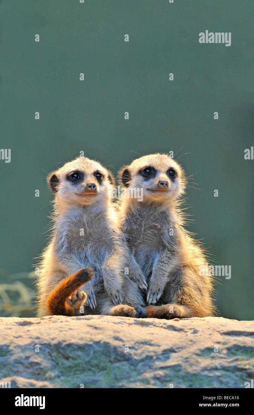 Les suricates (Suricata suricatta), deux jeunes animaux Banque D'Images