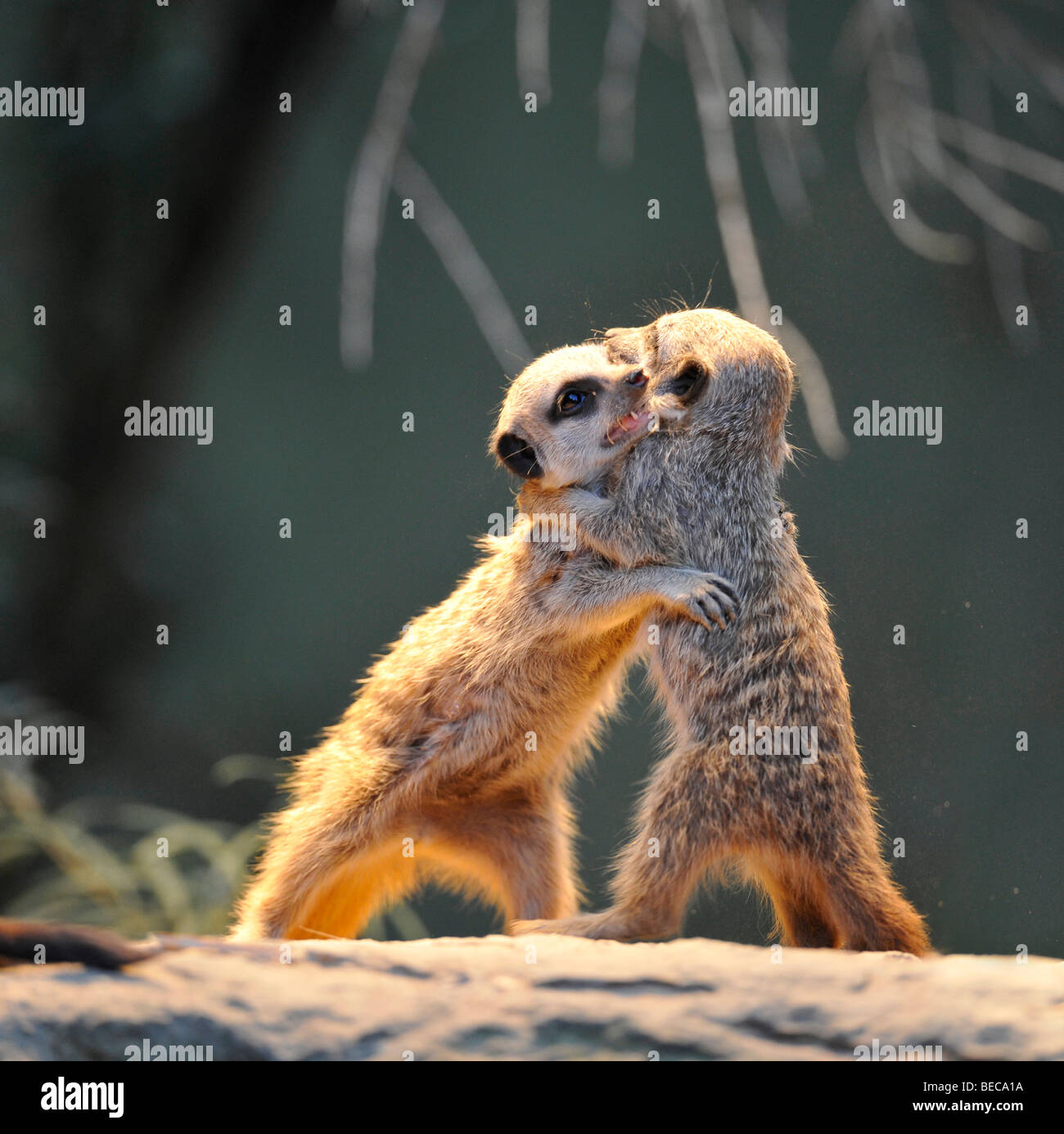Les suricates (Suricata suricatta) combats, deux jeunes animaux Banque D'Images