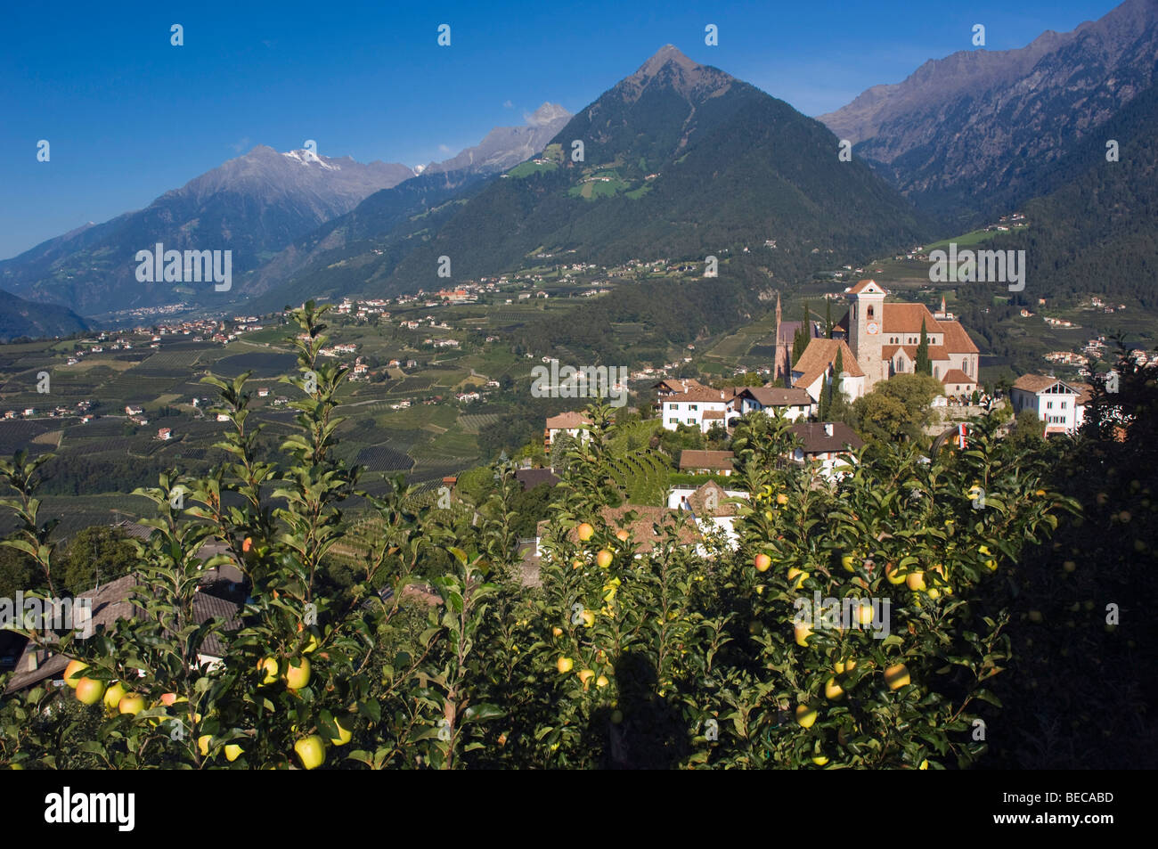 Village de montagne, apple plantation, Schenna ou Scena près de Merano, Trentin, Haut Adige, Italie, Europe Banque D'Images